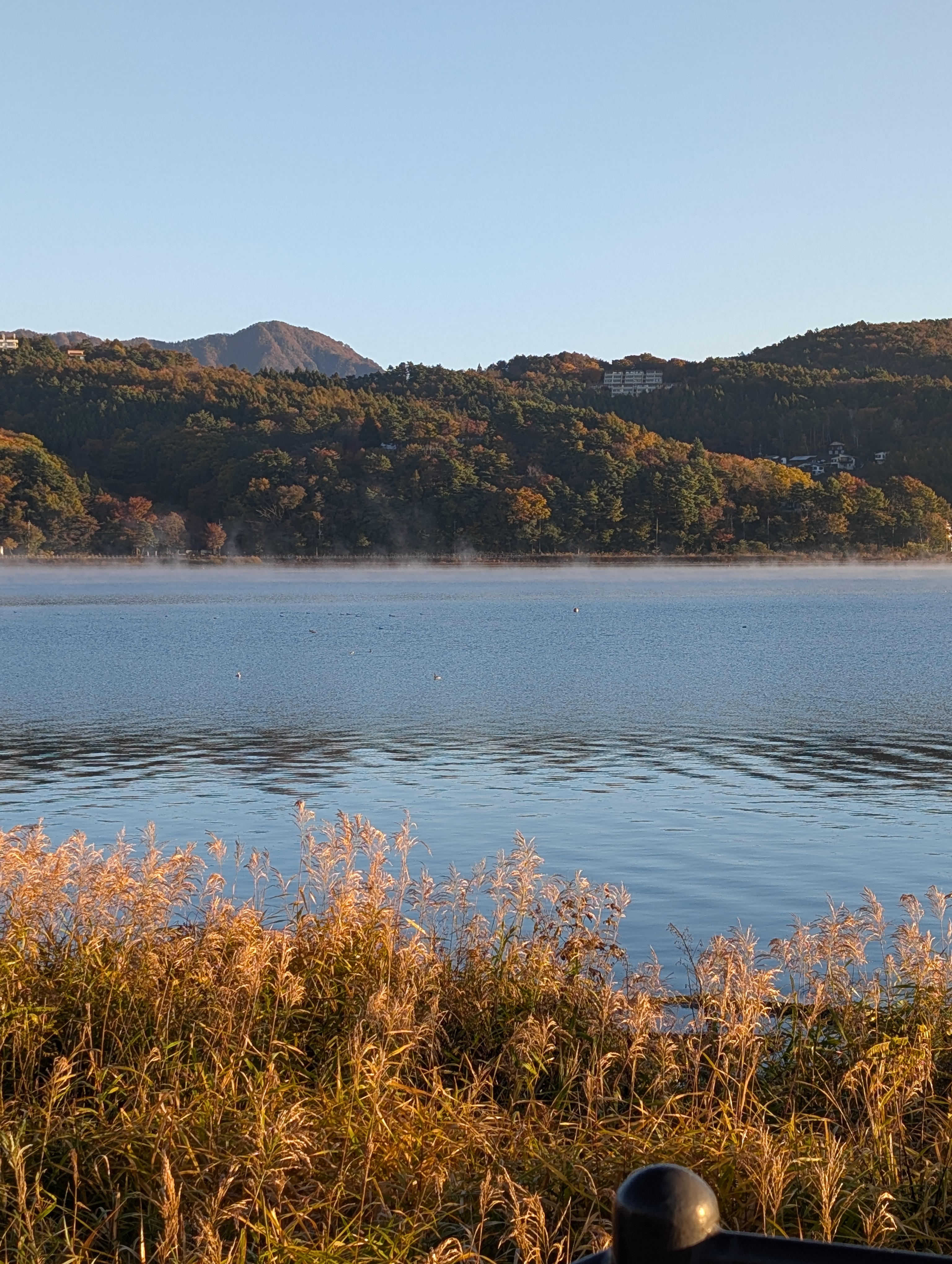 黄金色のススキと山中湖の紅葉風景