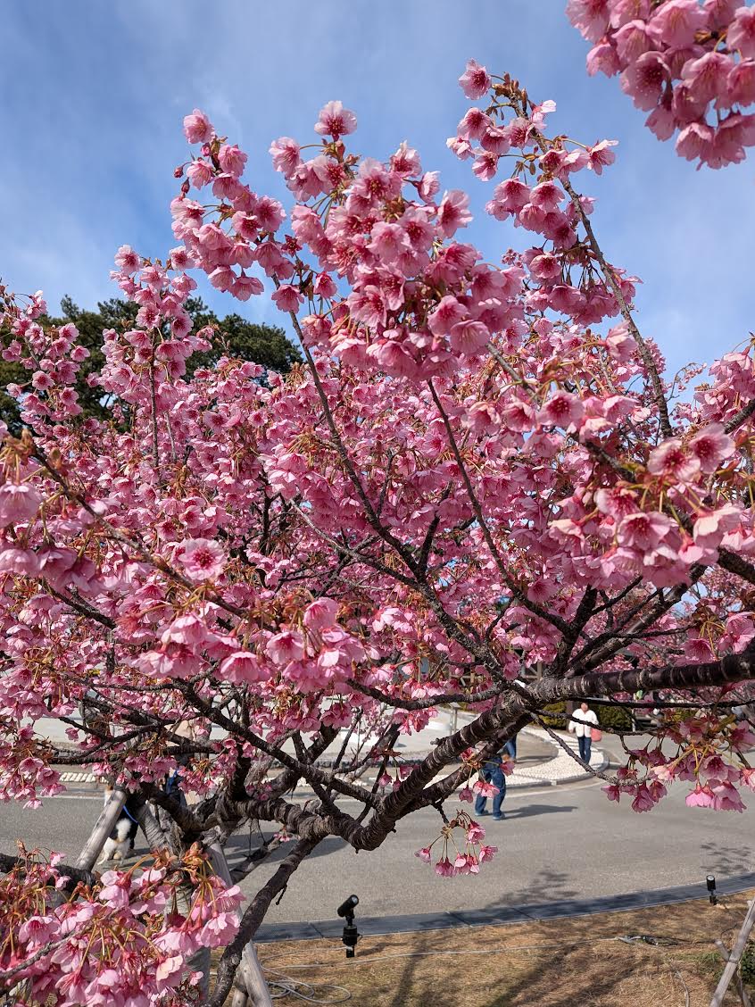 土肥桜まつりの風景